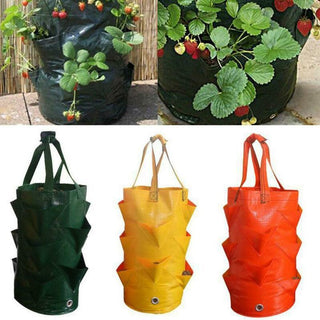 Strawberry Planting Grow Bag