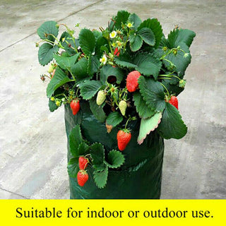 Strawberry Planting Grow Bag